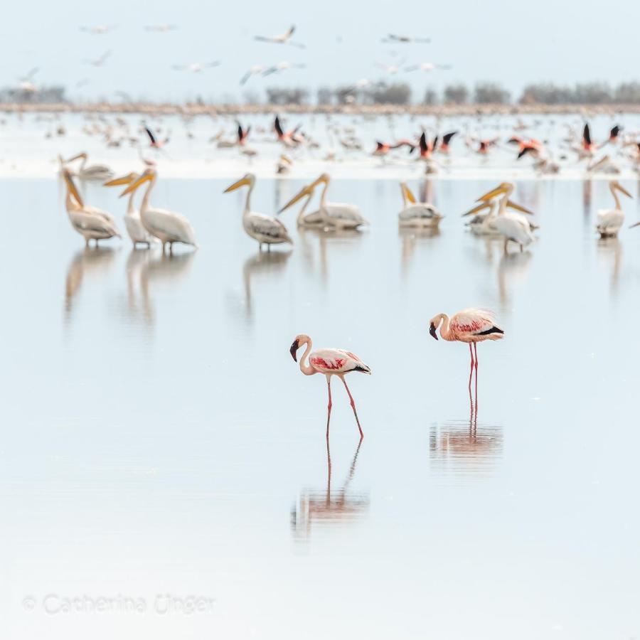 Lake Natron Maasai Giraffe Eco Lodge And Camping Mtowabaga Екстер'єр фото