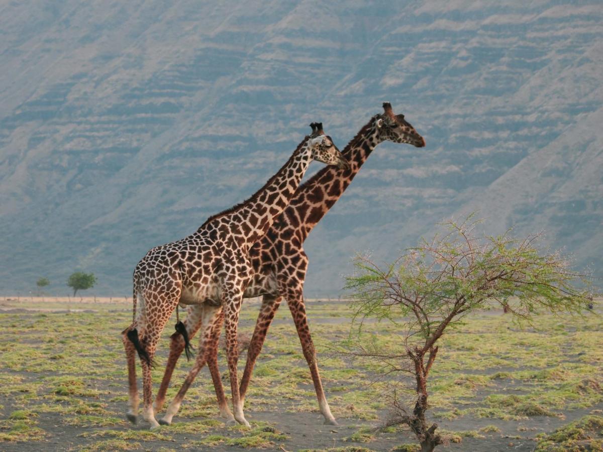 Lake Natron Maasai Giraffe Eco Lodge And Camping Mtowabaga Екстер'єр фото