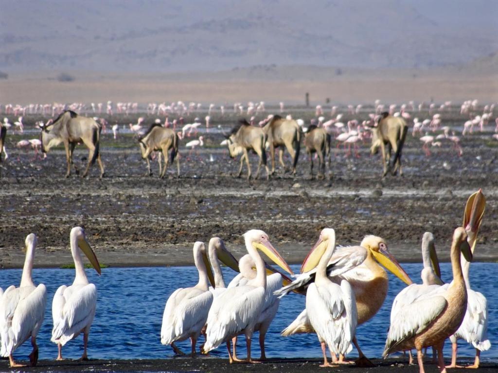 Lake Natron Maasai Giraffe Eco Lodge And Camping Mtowabaga Екстер'єр фото